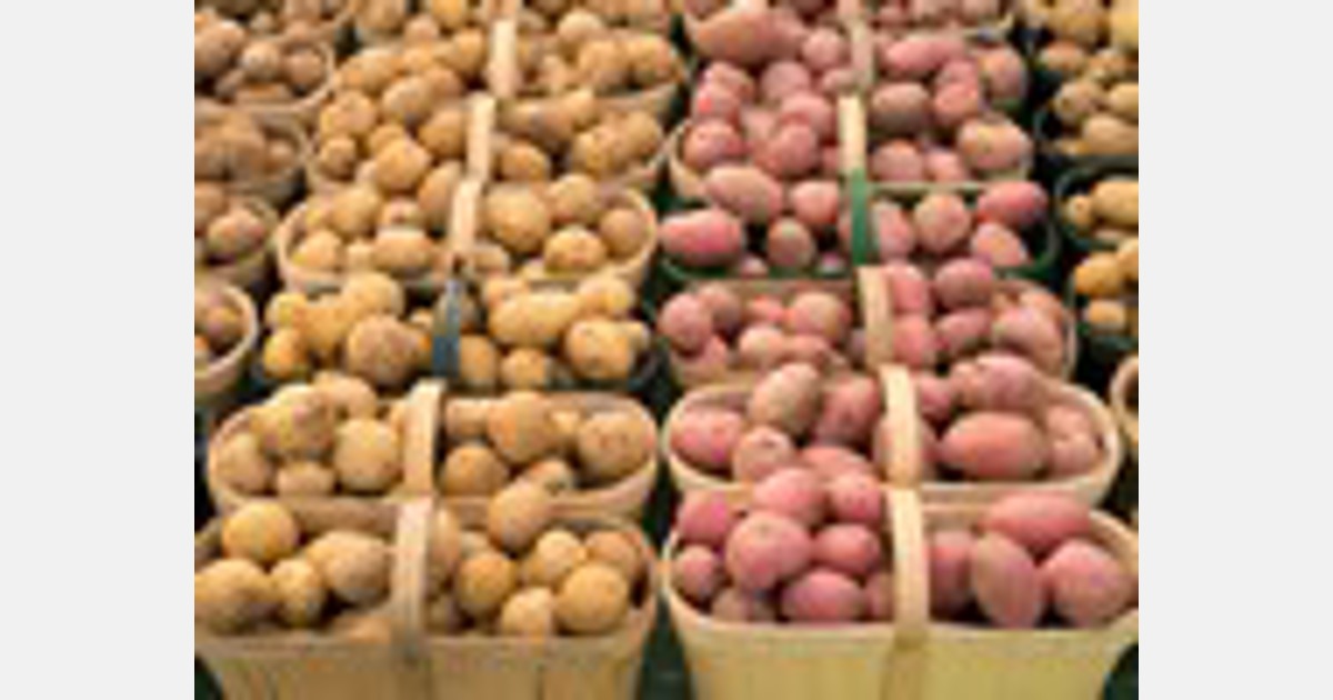 Free potato stocks limited in North-western European growers region