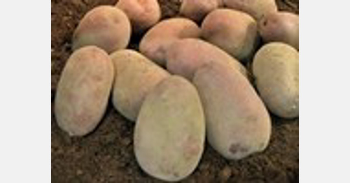 European potato demand remains strong despite soaring prices Export