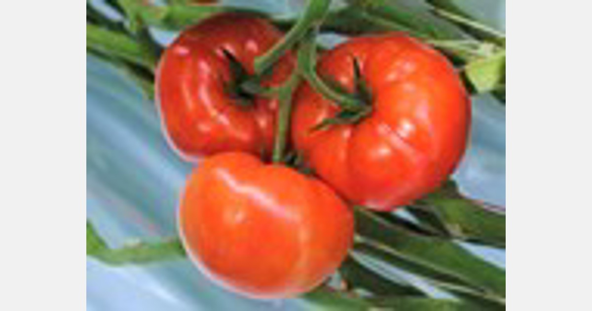 Er is een constante vraag naar tomaten uit Nederland