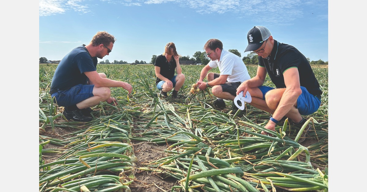 "Robust onion varieties such as Hylander and Redlander are successful here"