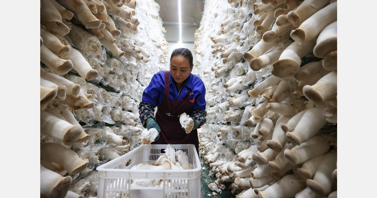 China Trumpet mushroom harvest