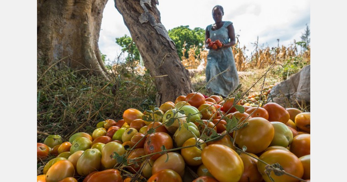 Kenya: Tomato growers use traps to tame pests chewing into leafage