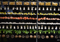 A nice wall displaying the products from Mitrofresh and Green Mushroom Farm