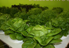 Is this the future for Asian vegetable producers?