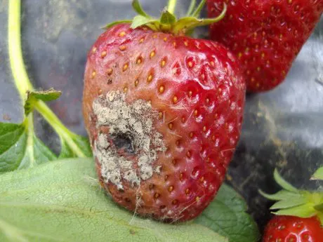 Botrytis Gray Mold  Scouting Guide for Problems of Strawberry