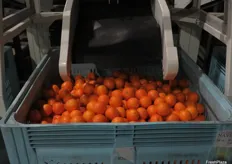 Clear Lake Citrus is a family-run business that was established around 26 years ago.