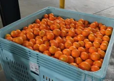 Clear Lake Citrus has just started with its own fruit, specializing in Navel and Valencia oranges, but packs for 50 other growers who supply them with their fruit, and it supplies not just domestically but is now getting back into the exports.