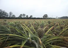 Australian Pineapples Field Days are held each year and include a range of farm tours and practical demonstrations from other industry members.