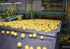 The grapefruit arrives to the sorting line