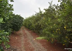 An orchard of grapefruit
