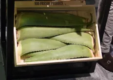 New to the BioFreshi assortment: Aloe Vera. Is there space on store shelves for these big 'leaves'? 