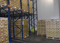 Kiwis being stored in the cold storage.