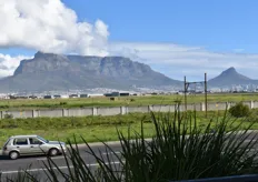 View towards Table Mountain from Century City where the conference was held.