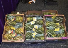 Chestnut Hill Farms presents their pineapples in three different boxes, allowing the retailers to choose the packaging style that they prefer.