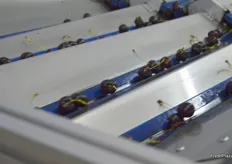 The cherries are sorted into nine different lines