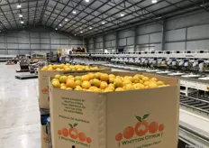 Sparacino Farms produce lemons, oranges, mandarins and avocados at NSW Central Coast and Riverina